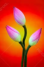 Three bicolor lotus flower buds against colorful abstract background