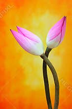 Bicolor lotus flower buds against blurry background