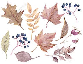 Fall leaves and berries. Autumn watercolor clipart. Hand-drawn botanical illustration.