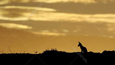 Cape fox silhouetted at sunrise - Kalahari desert