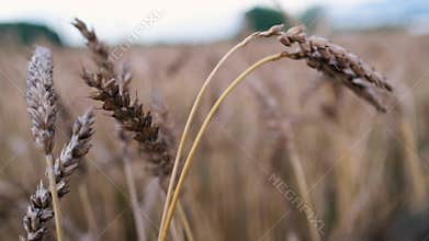 Ear of Wheat at Sunset. Agriculture concept, grain and cereal harvest