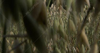 Camera movement through an oat field