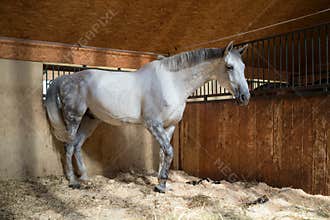 Horse in stables, agriculture, farming
