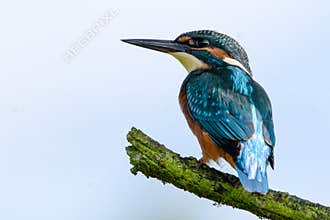 Kingfisher. Alcedo Atthis.