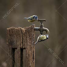 Image of Blue Tit bird Cyanistes Caeruleus on wooden post with rusty water tap in Spring sunshine and rain in garden