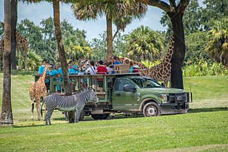 Giraffe waiting lettuce leaves from people enjoying , safari at Busch Gardens 4