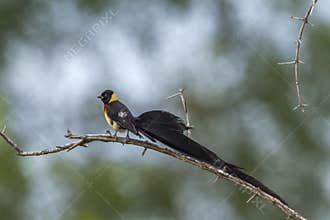 Eastern Paradise-Whydah in Kruger National park, South Africa