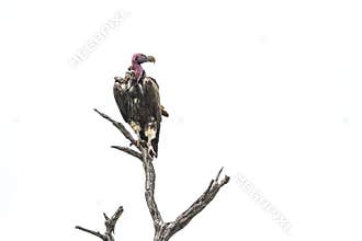 Lappet faced Vulture in Kruger National park, South Africa