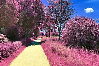 Stunning infrared view on purple fantasy landscapes with some ashpalt roads