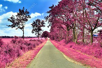 Stunning infrared view on purple fantasy landscapes with some ashpalt roads