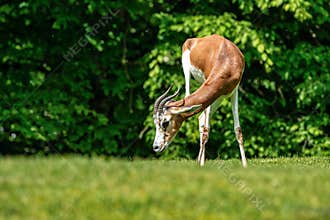 Dama gazelle, Gazella dama mhorr or mhorr gazelle is a species of gazelle