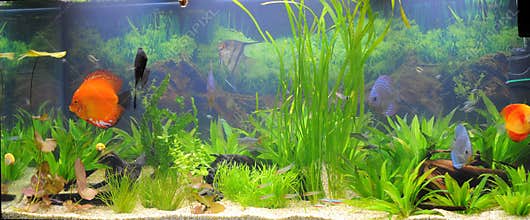 Aquarium-tropical fish