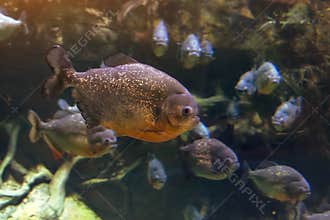 A flock of piranha fish in the dark waters of the Amazon River