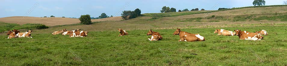 Dairy Cows Pasture Field Banner Panorama Panoramic