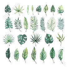 Watercolor illustration. Summer tropic design elements. Tropical palm leaves monstera, areca, fan, banana. Perfect for