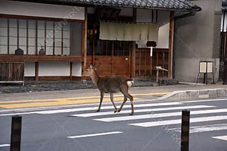 Deer crossing the street over a zebra crossing