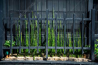 Green weeds garden in a mininal space