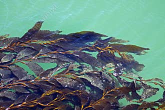 Seaweed