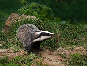 Badger Cub watching