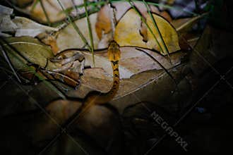 Wildlife: A Cat-Eyed Snake is seen dwelling during the night in the Northern Jungles of Guatemala