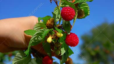 Hand picks ripe juicy red raspberries one by one