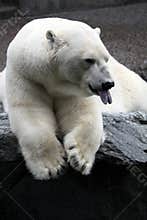 Polar Bear (Ursus maritimus)