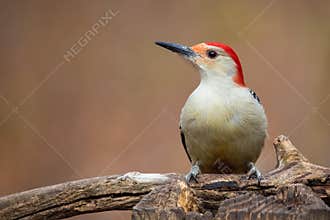 Red Bellied Woodpecker Melanerpes carolinus Profile on Fallen Tree Trunk