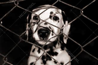 Dalmatian Puppy