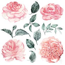Watercolor clipart delicate flowers peonies, garden roses and leaves. Vintage set.