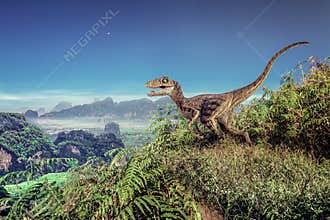 Velociraptor Dinosaur on  the  mountain