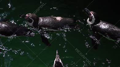 African penguin - Spheniscus demersus or black footed penguin swimming in the water. Cute marine wild bird at the zoo, waterbird