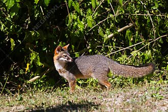 Wildlife: A Gray Fox seen in the wild in Guatemala