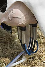 Milking a Cow - Milking Machine