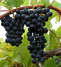 Red Grapes