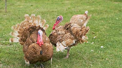 Adult turkeys live on a farm