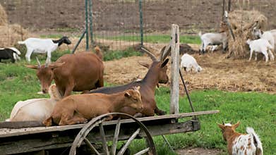 Brown and white goats are resting on the farm