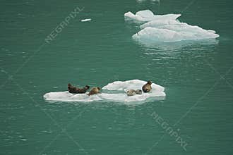 Endicott Arm, Alaska: Seals resting on an iceberg