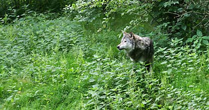The wolf, Canis lupus, also known as the grey wolf or timber wolf