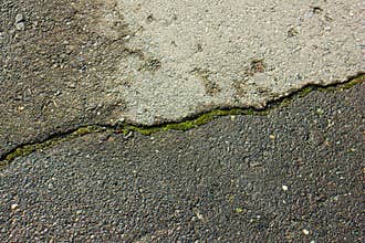Mosses beetween crack on asphalt