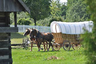 Belgian Draft Team on Covered Wagon