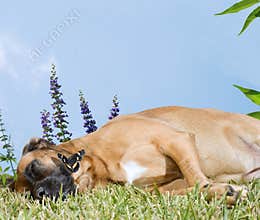 Dog Snoozing in a Field of Flowers
