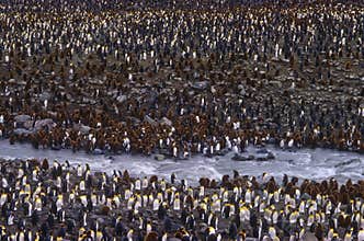 King Penguins, St. Andrews Bay, South Georgia
