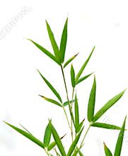 Bamboo