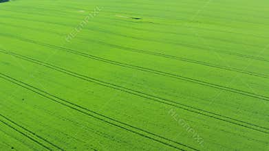 Aerial view of the green wheat or rye spring field and plowed field with single tree at sunset. Agriculture farming concept