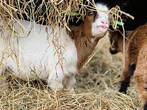 Curious baby goat, farm, pets, animals