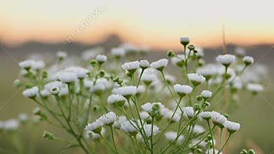 Erigeron Annuus backlit with sunrise