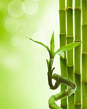 Green bamboo