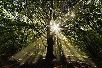 Sunlight pears through a giant big old oak tree in the deep forest