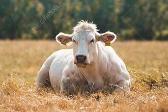 Grass fed Belgian Blue cow Race de la Moyenne et Haute Belgique is laying and relaxing on the hay