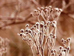 Winter leaves close up in denmark Scandinavia